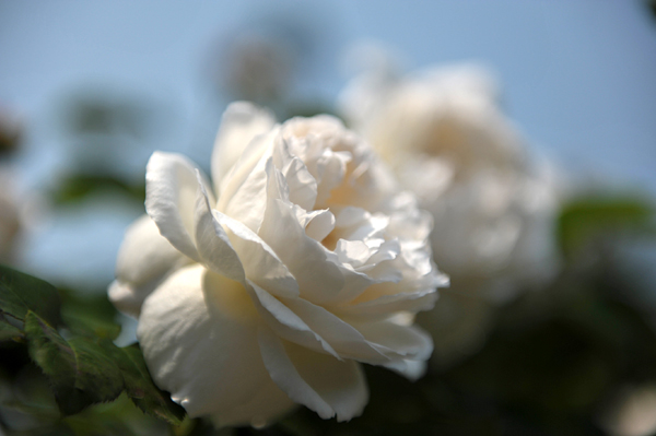 110518 hana 6 DSC_8271.jpg